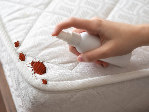 Best Wasp Removal Services  in Bowdon, GA