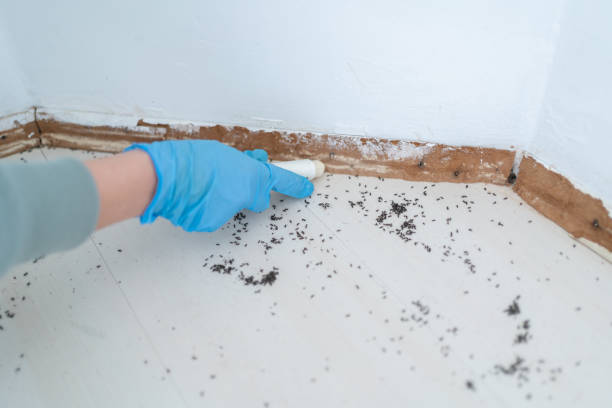 Best Affordable Pest Control Services  in Bowdon, GA